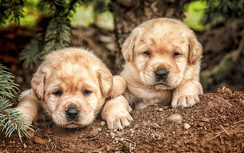 Urla KÖPEK SATIŞI