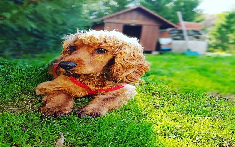 Akyurt KÖPEK SATIŞI