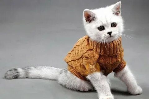 Doğanşehir Kedi Giysileri