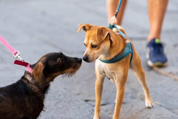 Eğil Kedi Köpek Tasması