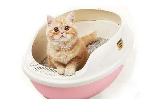 Van Kedi Tuvaleti Ve Ürünleri