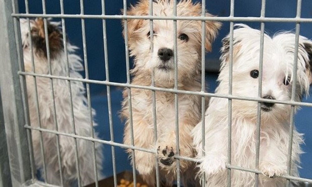 Polatlı KÖPEK SATIŞI