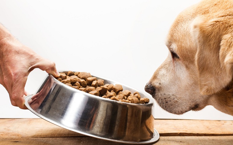 Bakırköy KÖPEK MAMASI SATIŞI