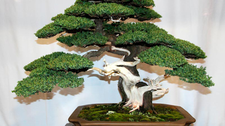 Bonsai Nedir Bonsai Ağacı Nasıl Yetiştirilmektedir