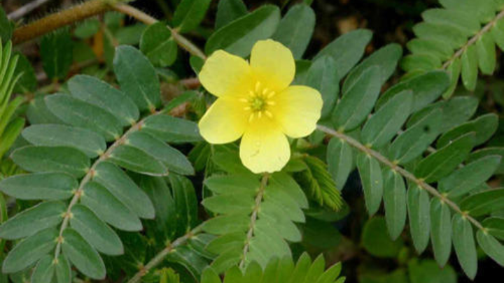 Tribulus Nedir Tribulus Terrestris Zararları Nelerdir